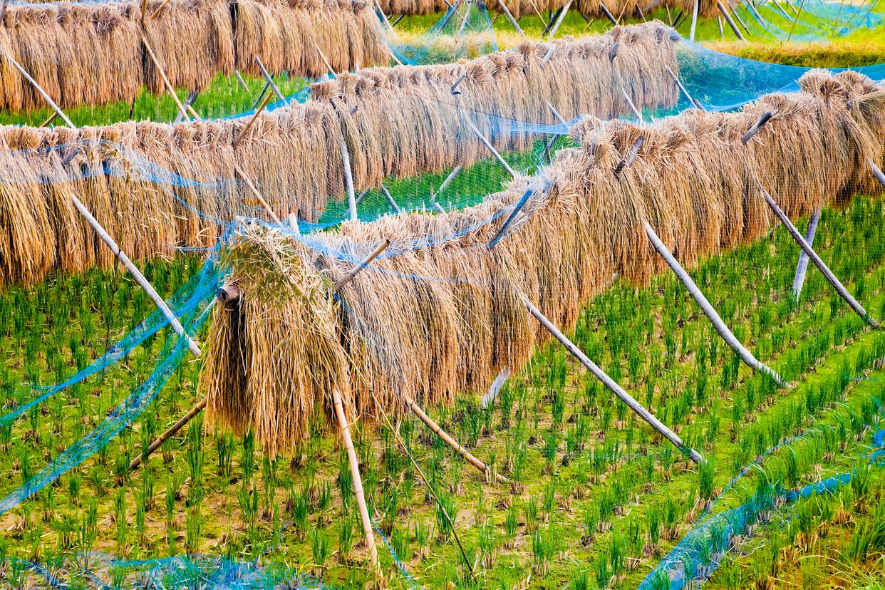 日本大米价格飙升至历史新高 普通家庭“米袋子”支出倍增