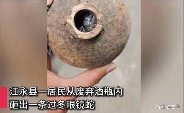 居民酒瓶中砸出过冬眼镜蛇？它误把酒瓶当豪宅？