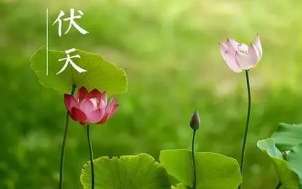 2025年入伏是母伏还是公伏？母伏公伏哪个更热