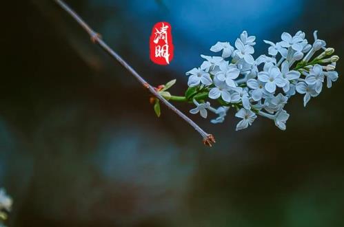 2025清明上坟哪天好？祭扫高峰如何避