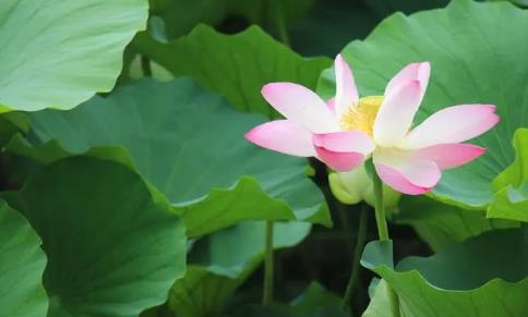 今年夏天会更热吗？高温天气如何应对？