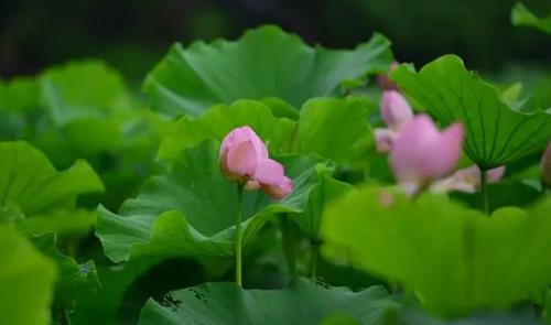 今年夏天会更热吗?高温天气如何应对?