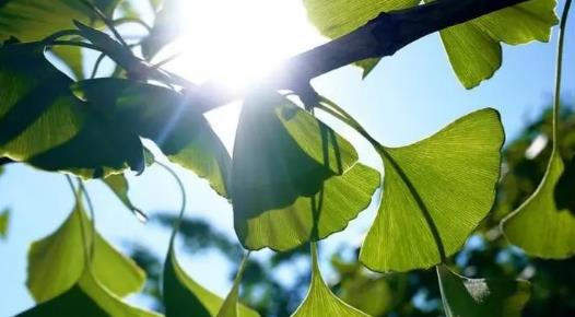 今年夏天我国气温比往年偏高吗？2025会更热吗