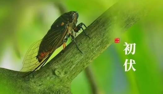 今年入伏几月几号？2025三伏天何时开始