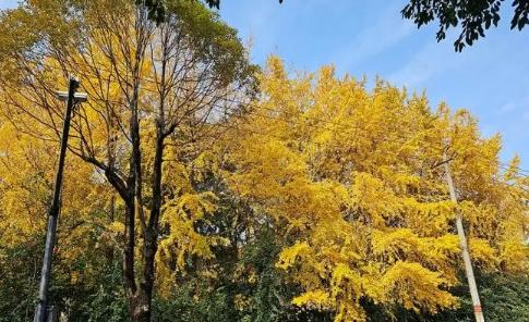 成都几月入夏？2025年何时开始变热