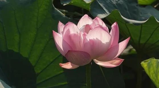 2025年北京五月会很热吗?高温天气是否提前