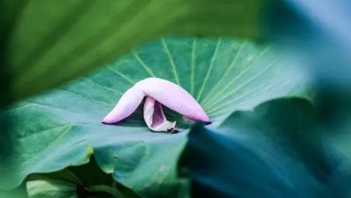 武汉何时入夏2025？今年高温趋势如何