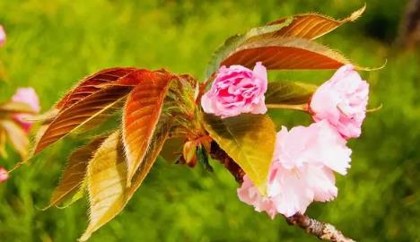 2025年4月中旬东京还能看到樱花吗?晚樱品种哪里可寻