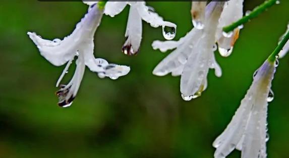 2025年深圳4月下雨多吗?雨季出行如何应对