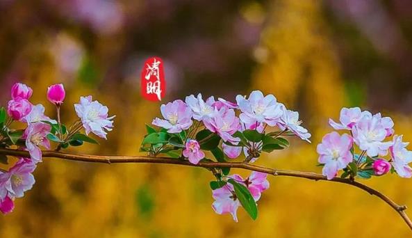 2025年清明节高速免费吗?免费时间如何规定