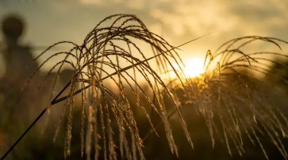 2025年3月有强冷空气？倒春寒概率多大