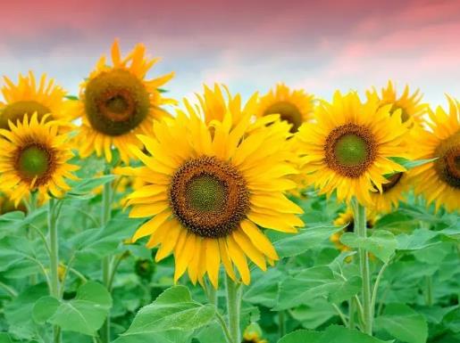 2025微信头像怎么选好运？招财头像有哪些热门款