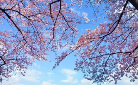 2025年3月武汉温度多少？会遭遇倒春寒吗