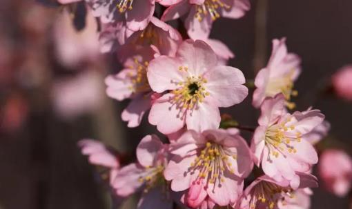 2025武大樱花几月开？最佳观赏期何时