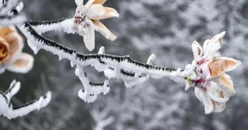 内蒙古3月有倒春寒吗？如何应对倒春寒