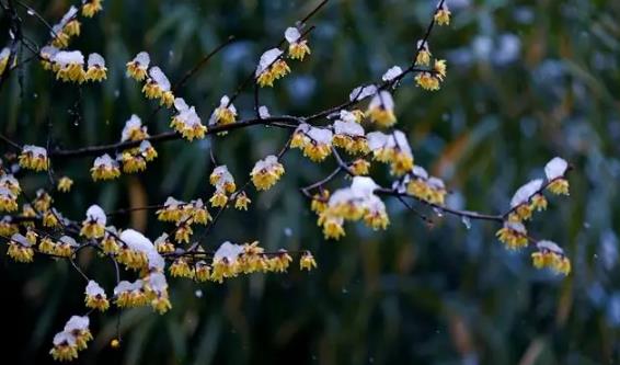 早春二月为何寒冷？倒春寒成因是什么