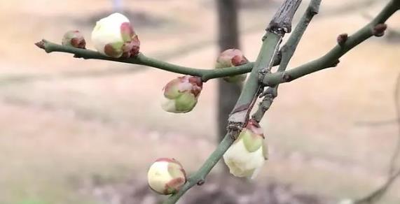 早春二月为何寒冷?倒春寒成因是什么