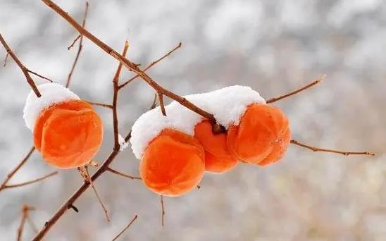 冻柿子是西红柿冻的吗？冻柿子怎么吃