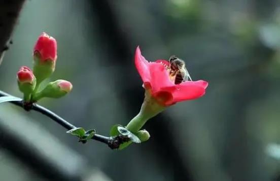 2025年躲春属相？哪些生肖需注意？