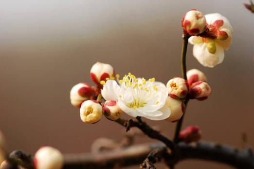 2025年躲春属相?哪些生肖需注意?