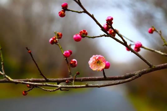 2025年躲春不能穿红衣服?穿什么颜色最吉利