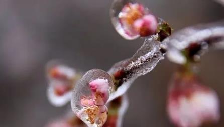 2025年3月有倒春寒吗?天气回暖后还会冷吗