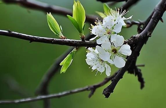 2025年打春是白天还是晚上?今年立春几点几分