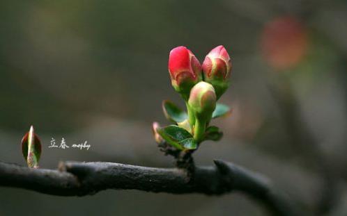 2025年打春是几九?今年立春后还冷吗