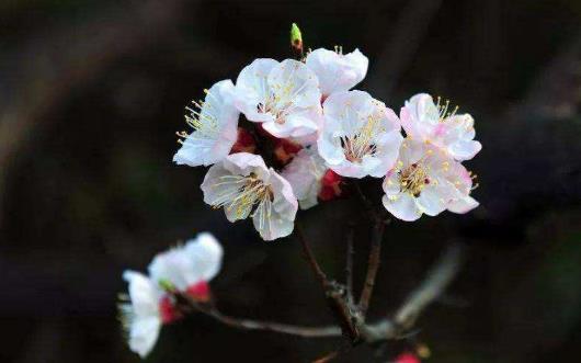 2025年打春躲春哪四个属相?如何正确躲春避太岁?