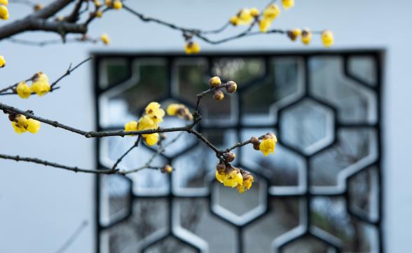 2025年打春躲春哪四个属相?如何正确躲春避太岁?