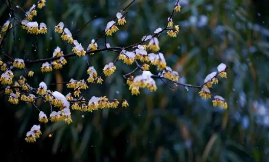 今年倒春寒在几号2025？倒春寒影响哪些地区