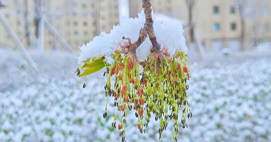 今年倒春寒在几号2025?倒春寒影响哪些地区