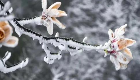 今年倒春寒在几号2025?倒春寒影响哪些地区