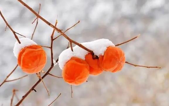 冻柿子可以蒸熟吃吗?蒸柿子更营养吗