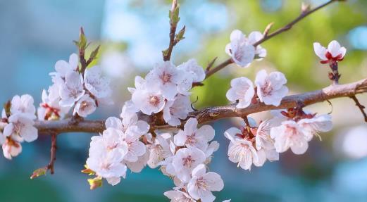 2025立春后还有零下吗?倒春寒概率大吗