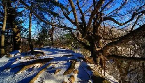 2025年河南1月冷还是2月冷？春节会更冷吗