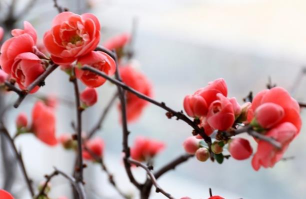 2025年腊月是阳历几月？春节在2月哪天