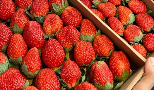 草莓打农药多吗？有毒吗能放心吃吗