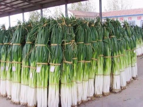 章丘大葱是铁杆葱吗?它为何被称为葱王