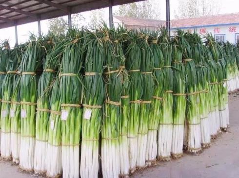 如何区分章丘大葱?真假鉴别方法有哪些