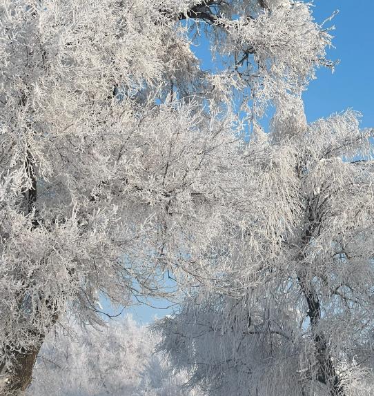 东北雾凇哪里最多?吉林雾凇岛怎么去