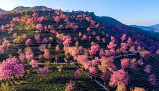 无量山樱花谷最佳游玩时间?2025年何时去最火