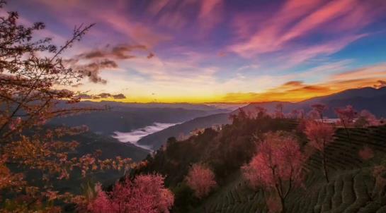 无量山樱花谷最佳游玩时间?2025年何时去最火