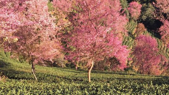 无量山樱花谷最佳游玩时间?2025年何时去最火