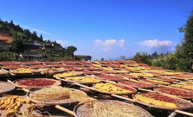 2025年是丰收年吗?粮食产量如何