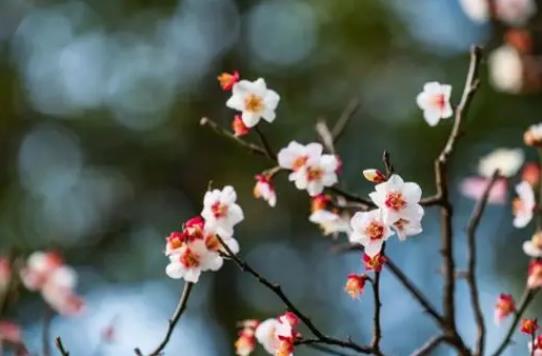 2025年有几个春?双春年有何特别之处