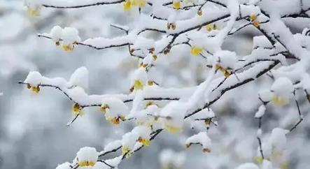 2025年小寒冷还是大寒冷?春节会冻到哭吗