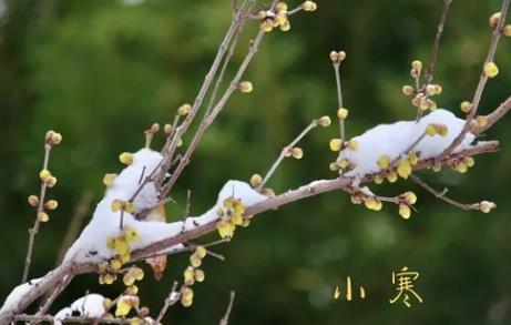 2025年小寒冷吗?春节会遇寒潮吗