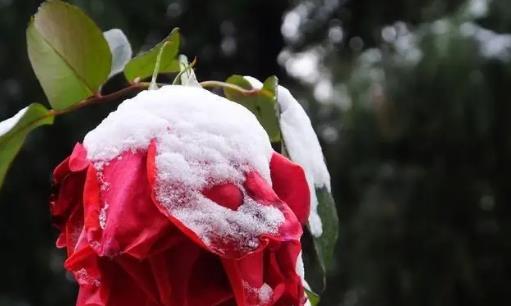 2025年12月会有极寒天气吗？如何应对寒冬