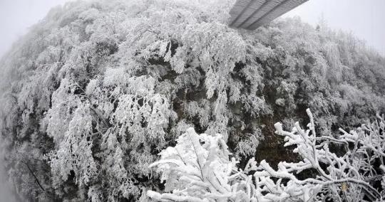 2025年张家界下雾凇了吗？雾凇奇观何时出现